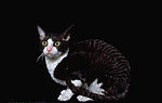 猫咪