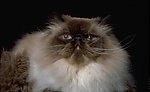 猫咪