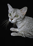 猫咪