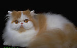 猫咪