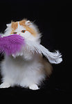 猫咪