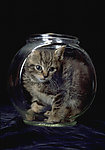猫咪