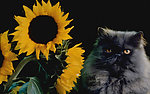 猫咪