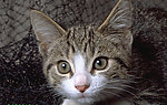 猫咪
