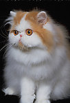 猫咪