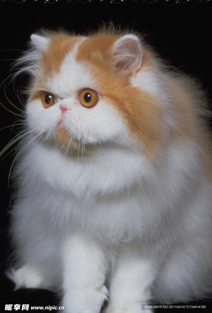 猫咪