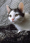 猫咪