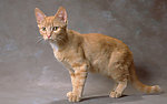 猫咪