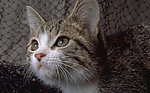 猫咪