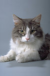 猫咪