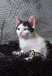 猫咪