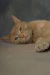 猫咪