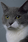 猫咪