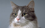 猫咪
