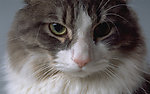 猫咪