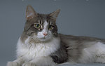 猫咪