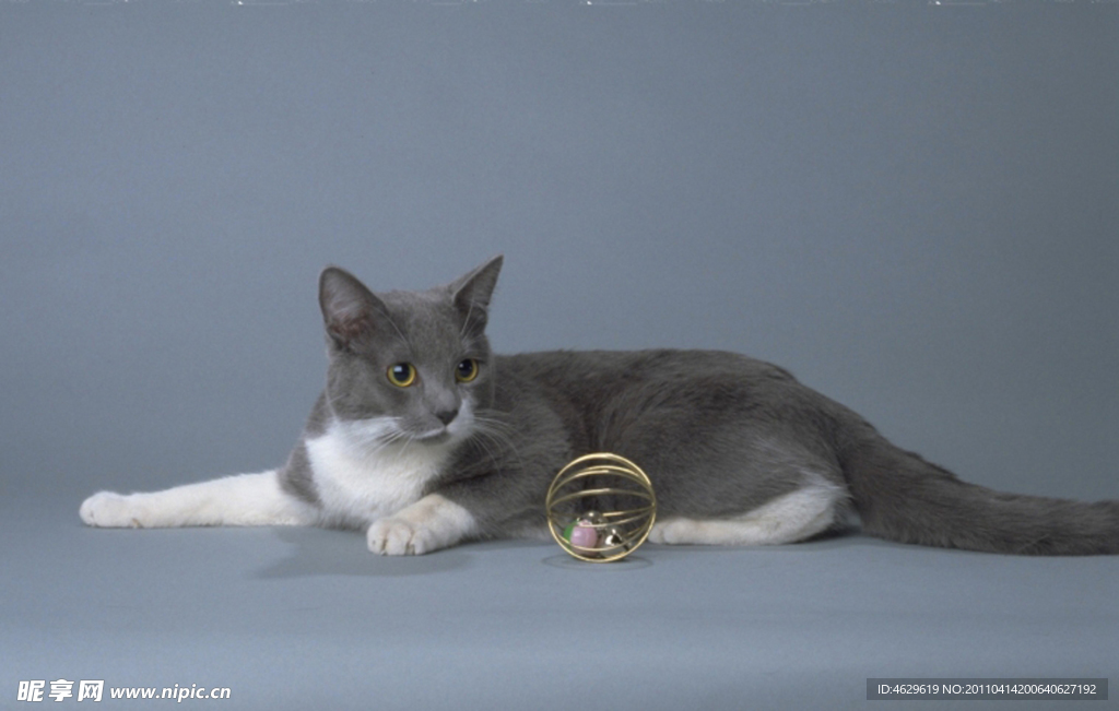 猫咪