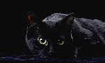 猫咪