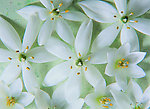 小花