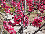 红色桃花