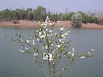 白花山碧桃