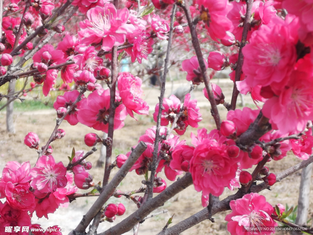 红色桃花