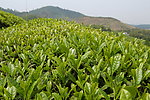 茶树