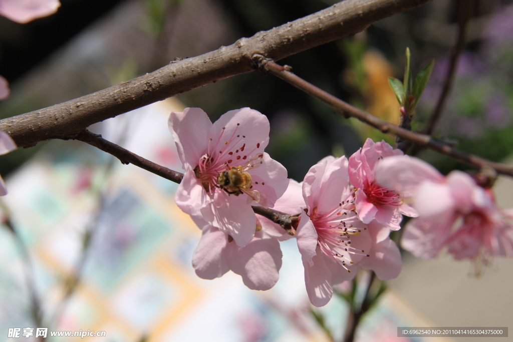 吼山桃花
