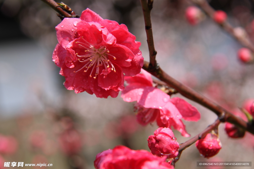 吼山桃花