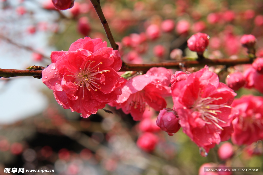 吼山桃花
