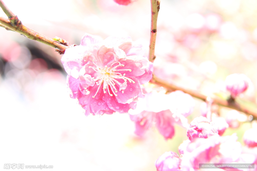 吼山桃花