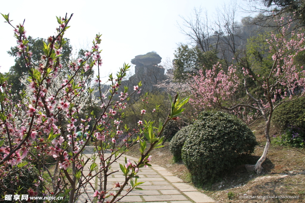 吼山桃花