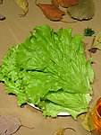 生菜