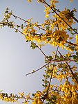 摄影花大自然