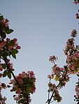 摄影花树