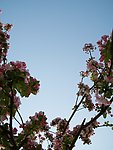 摄影 花 草 树