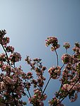 摄影 花