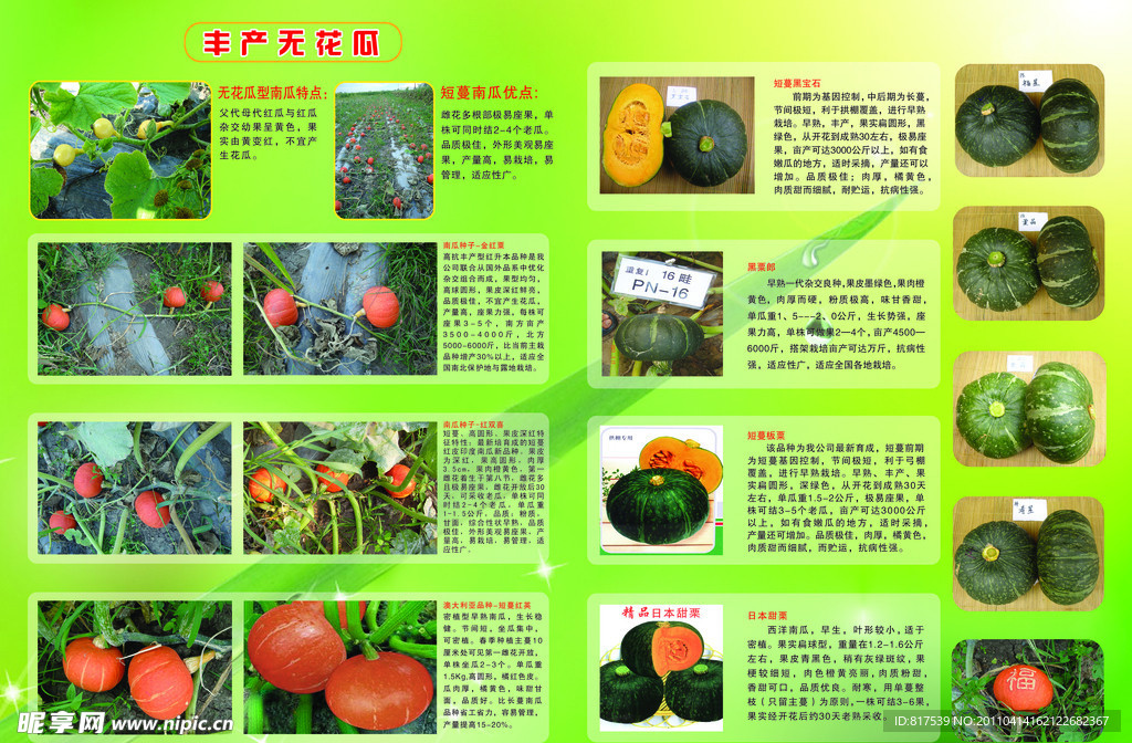 南瓜宣传单