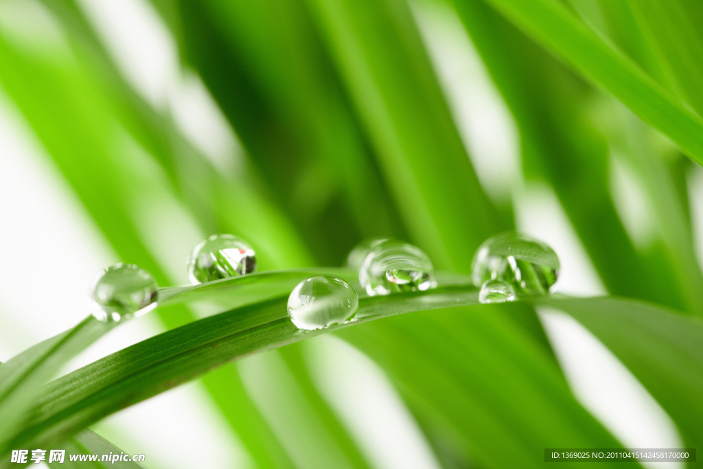 雨露