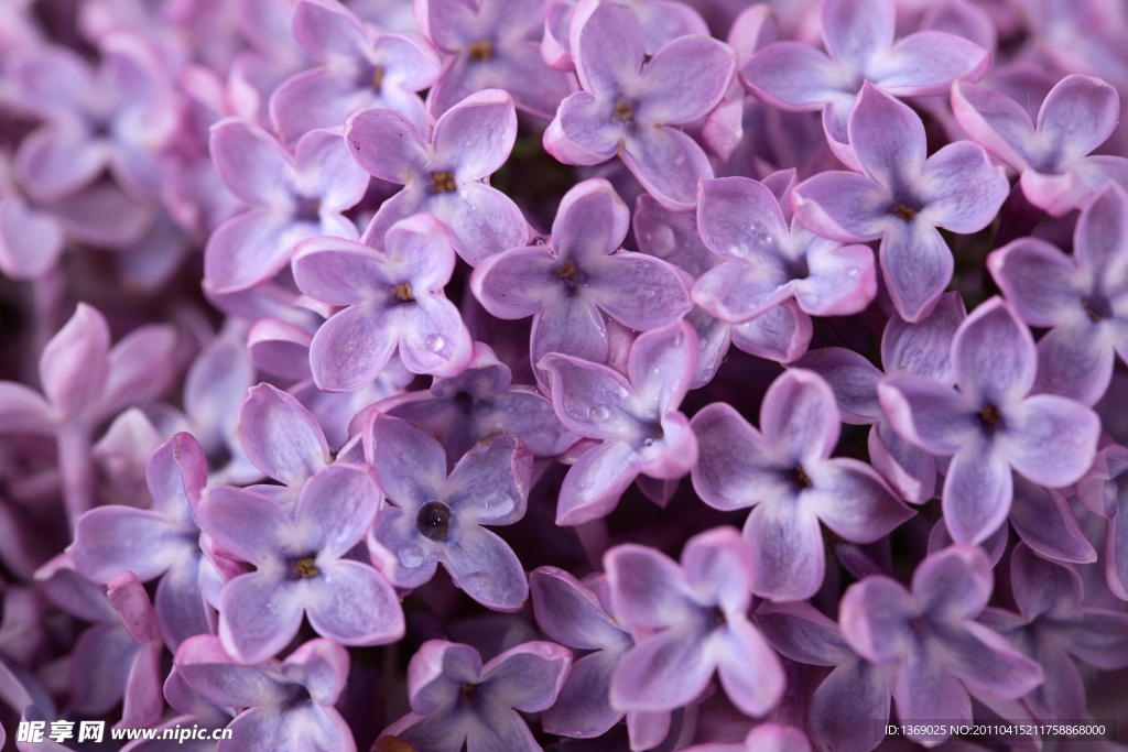 丁香花