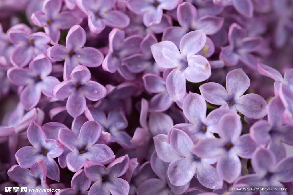 丁香花