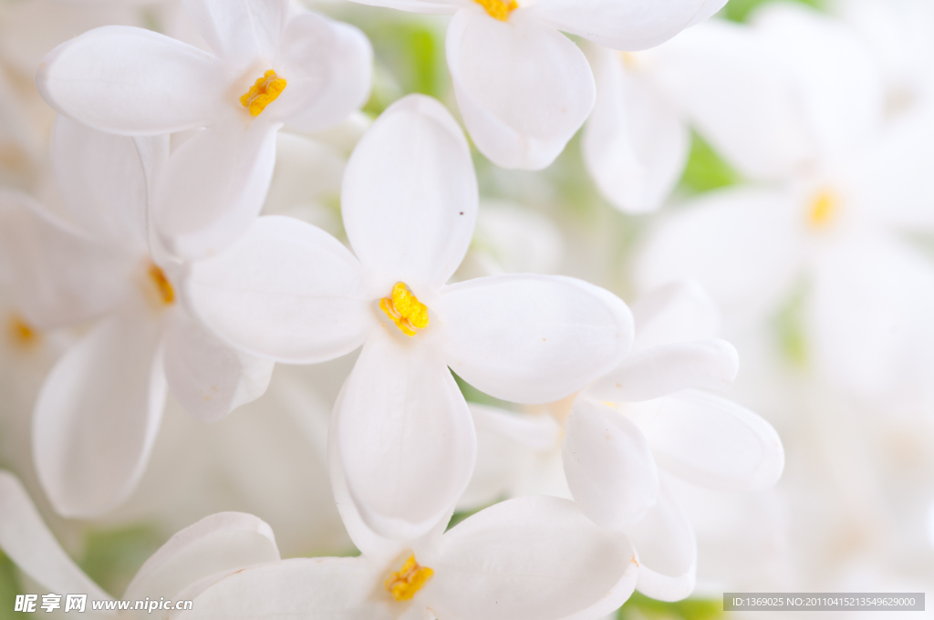 丁香花