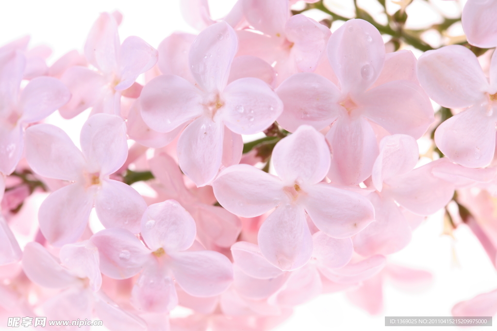 丁香花