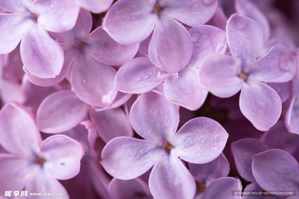 丁香花
