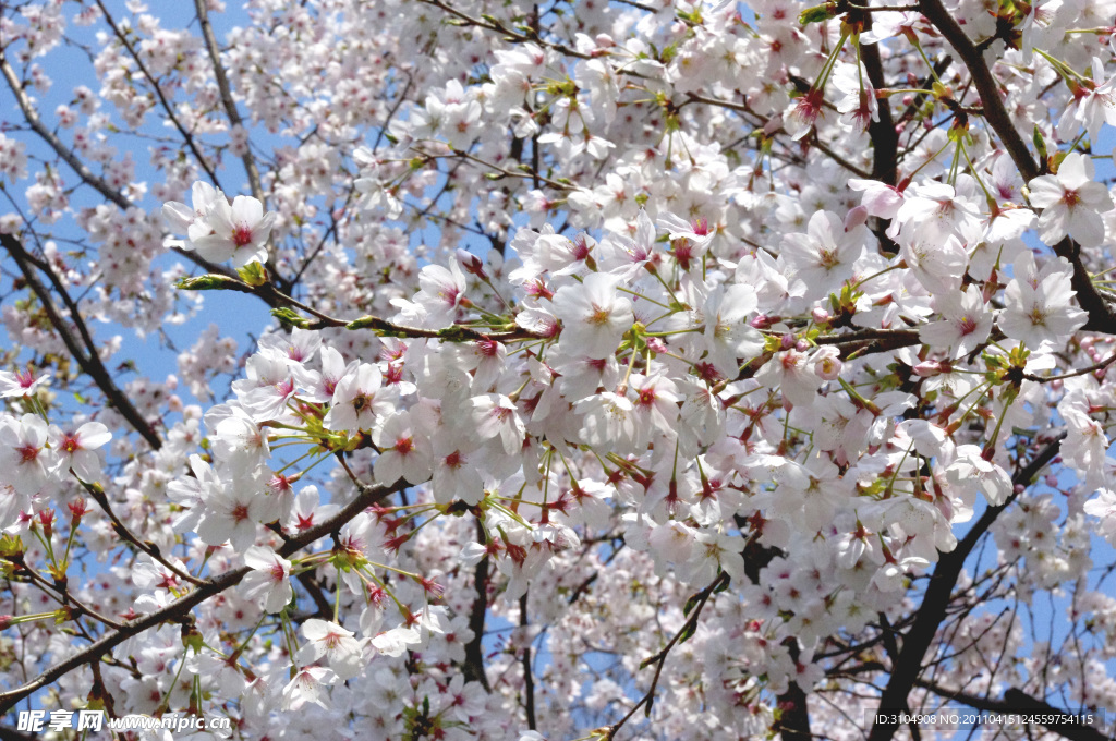 樱花