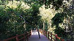 野象谷空中走廊