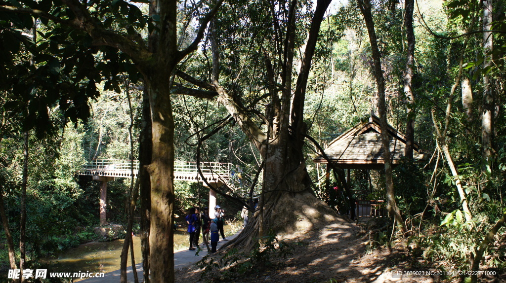 野象谷热带雨林景区