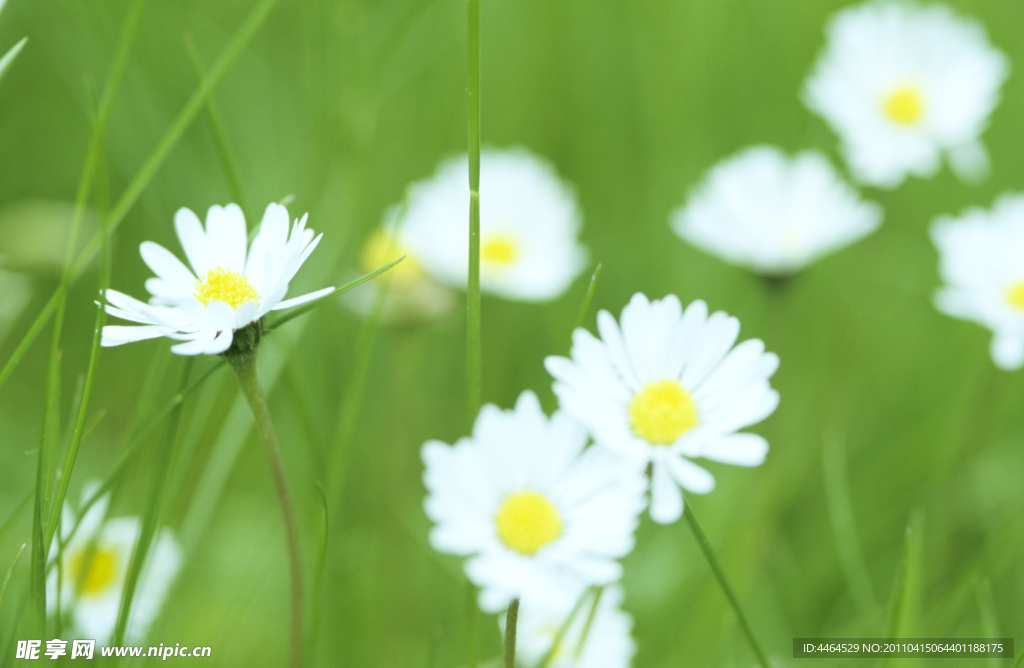 雏菊