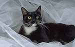 猫咪