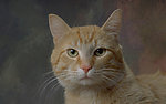 猫咪